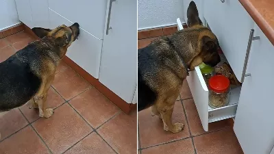Un chien surpris sur TikTok en demandant des cookies avec des pancartes et la vidéo est devenue virale