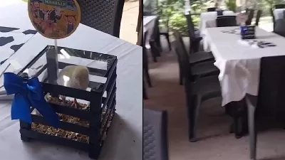 L'affaire des poussins en cage comme décorations dans les centres de table suscite l'indignation | VIDÉO
