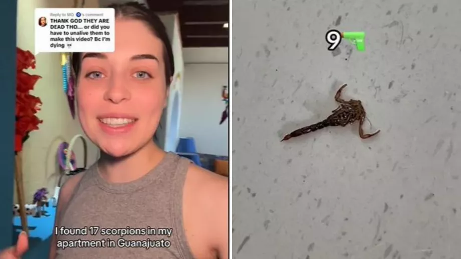 La TikTokeuse a découvert plus de 10 scorpions éparpillés autour de sa maison. (TikTok @chunka.munka)