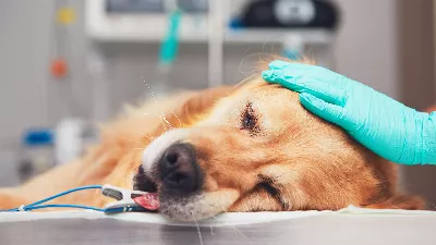 Un vétérinaire a raconté la proposition des propriétaires d'un chien malade et leur réaction a été émue sur les réseaux