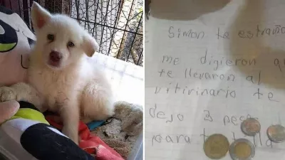 Un garçon a laissé son chiot dans un refuge pour empêcher son père de continuer à le frapper et a choqué les réseaux