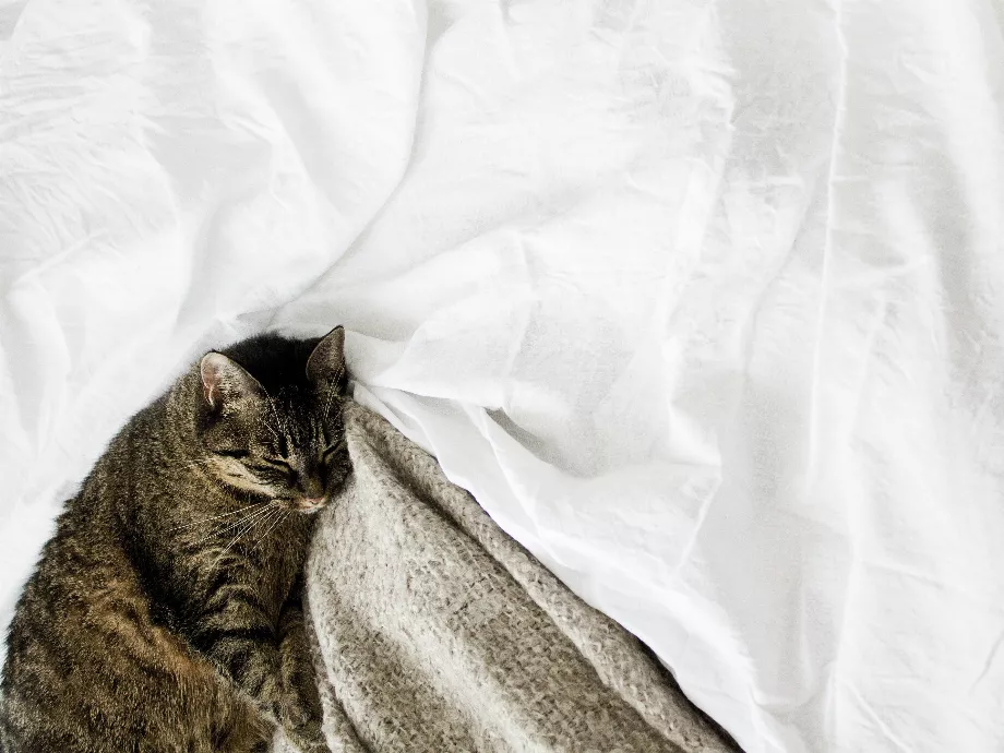 Les chats sont généralement un membre spécial de la maison, mais ils ont souvent tendance à laisser des traces de leur fourrure sur les draps, les vêtements, les rideaux, les meubles, entre autres articles ménagers. (Photo : Europa Press)