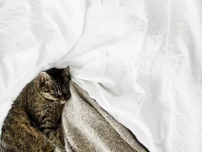 Comment enlever les poils de chat : suivez ces recommandations technologiques avec l'intelligence artificielle