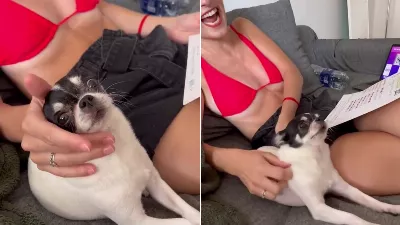 Un animal de compagnie a reçu un bulletin composé d'os et la vidéo est devenue virale
