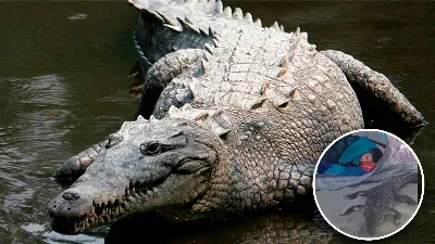 Un jeune homme dort avec un crocodile sur une plage mexicaine : « Même sa paresse a déteint sur lui »
