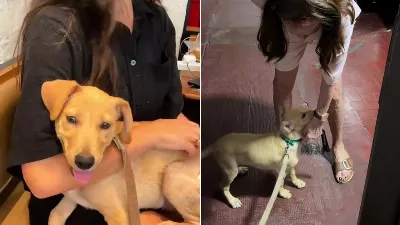 Il a trouvé un chien abandonné dans un bar et lui a offert une nouvelle maison avec sa grand-mère