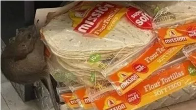 Ils exposent un rongeur dans un célèbre magasin libre-service : « Leur animal ne me laisse pas prendre des tortillas »