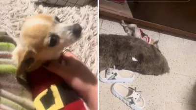 Un chien est accidentellement « ivre » en buvant accidentellement de la tequila ; fans attaquent le propriétaire | VIDÉO