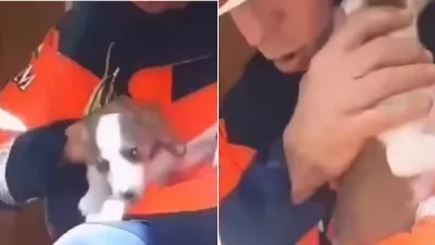 Un chiot coincé dans une gaine de ventilation sauvé après trois jours