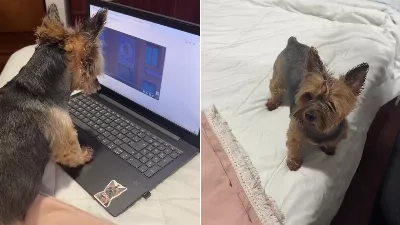L'incroyable chienne qui maîtrise l'ordinateur pendant que son maître enregistre chacune de ses réactions