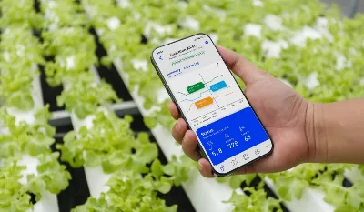 Qu'est-ce que la culture hydroponique et comment avec cette technique il est possible de cultiver à partir d'un téléphone portable
