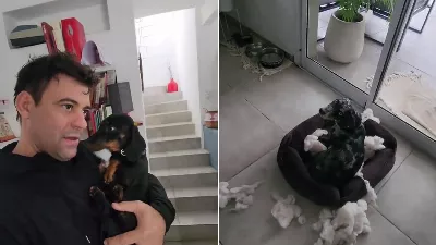 Son chien a cassé le lit de son autre animal, il a agi de manière inconsciente mais un détail l'a trahi