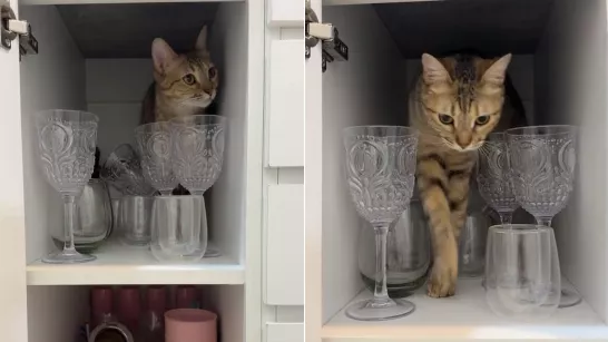 Il a trouvé son chat dans un endroit inattendu et la vidéo est devenue virale : "Comment vas-tu t'en sortir ?"
