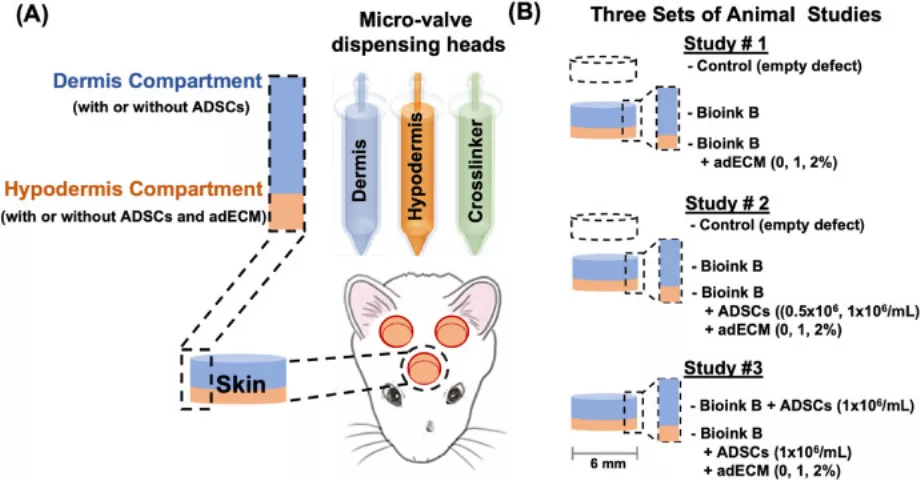 Les scientifiques ont utilisé des rats pour déterminer l'étendue de l'empreinte et son processus de récupération. (Université Penn State)