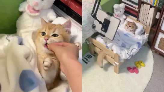 Ils ont publié une vidéo d'un chat vivant avec un confort étrange et une polémique a éclaté : « Ne les humanisons pas »
