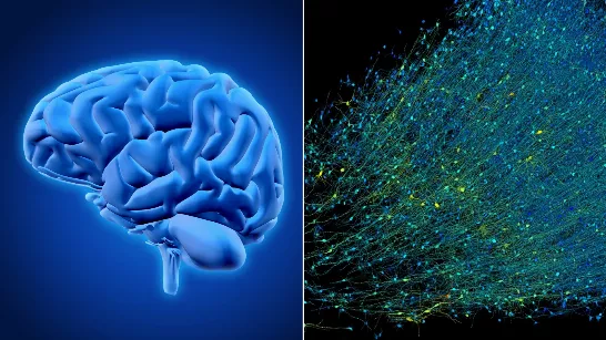 Google recrée une petite partie du cerveau humain grâce à la technologie 3D