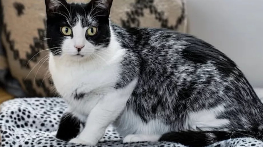 MeowTalk traduit les vocalisations des chats en langage humain, cherchant à renforcer le lien entre les chats et leurs propriétaires. (Informations sur l'image illustrative)