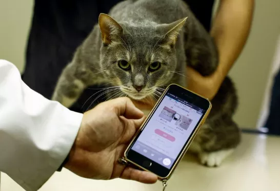 Comment l’IA aide les propriétaires de chats à détecter quand ils souffrent