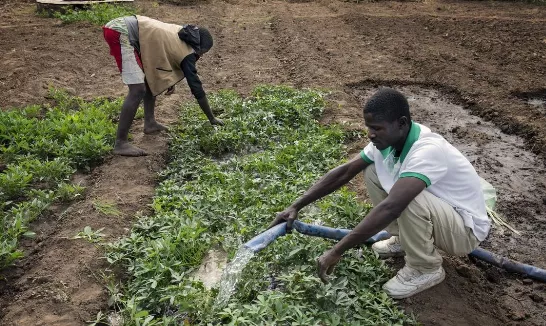 La révolution de l'IA arrive aux agriculteurs du Malawi qui cultivent un tiers de notre nourriture