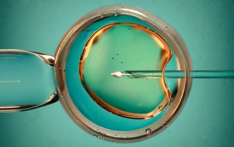 Les ovules cryopréservés, non utilisés en fertilité, pourraient être fondamentaux pour de futures thérapies géniques.