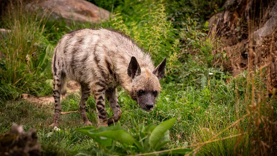 L'intelligence artificielle peut changer le cours de la recherche sur les animaux sauvages.