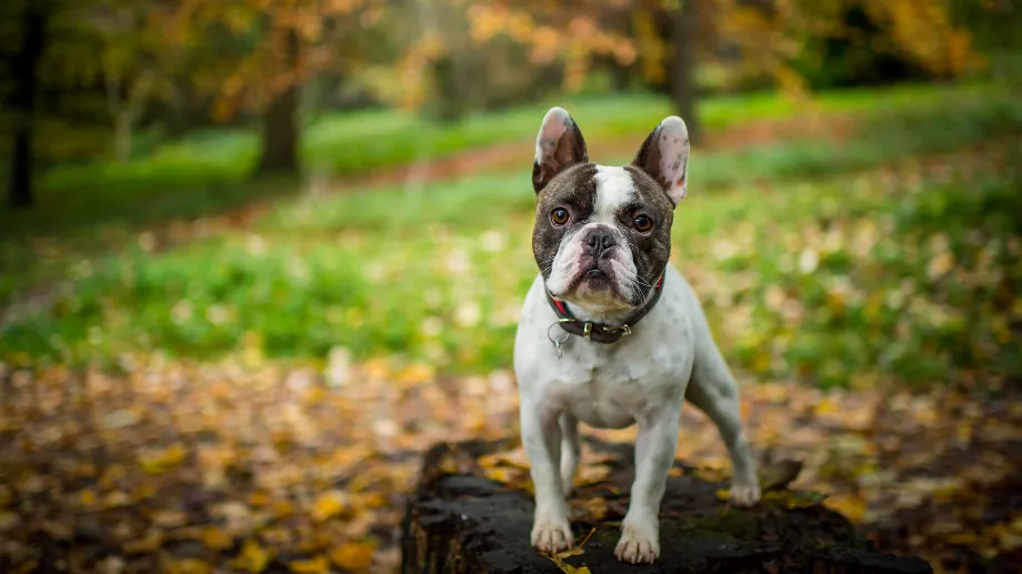 La réaction d'un frenchie à l'appel fictif de sa maîtresse (Getty)