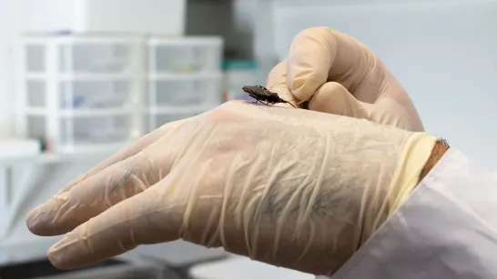 De la science citoyenne à l'intelligence artificielle : comment on cherche à mieux surveiller la maladie de Chagas.
