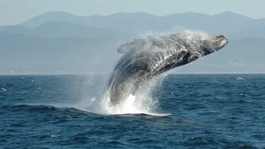 L'observation des baleines à bosse marque le début de leur saison à Buenaventura.