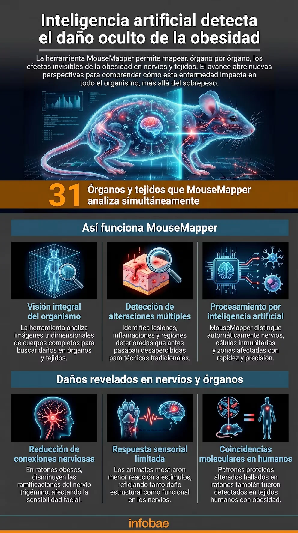 Infographie sur l'IA détectant des dommages dus à l'obésité ; montre une souris translucide, des diagrammes d'analyse intégrale et des effets sur les nerfs et les tissus.