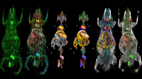 L'IA a cartographié les dommages silencieux de l'obésité sur 31 organes de souris : comment cela pourrait être reproduit chez les humains.