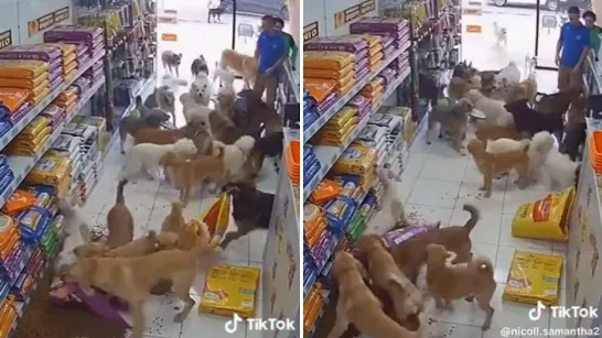 Des chiots appliquent le "tout ce que tu peux manger" et attaquent un magasin pour emporter des sacs de croquettes.