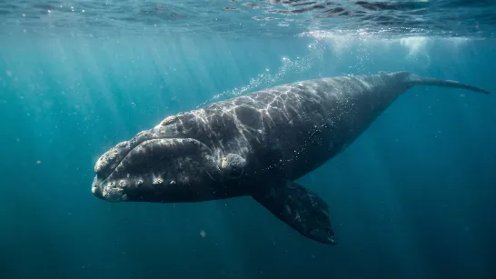 Comment les scientifiques ont entraîné l'intelligence artificielle pour déchiffrer le comportement nocturne des baleines