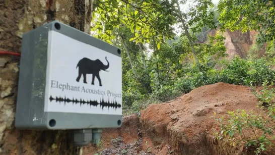 Il est désormais possible de communiquer avec les éléphants : ils utilisent ChatGPT pour envoyer des alertes aux humains via WhatsApp.