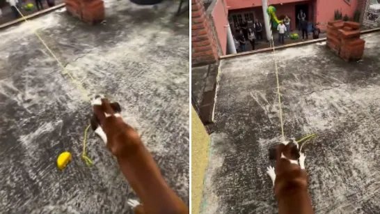 Le chiot devient le complice de la piñata et fait tout pour qu'elle ne soit pas brisée : la vidéo provoque un tollé.
