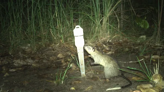 L'intelligence artificielle s'incorpore au suivi de la faune dans une zone autochtone du nord de l'Australie