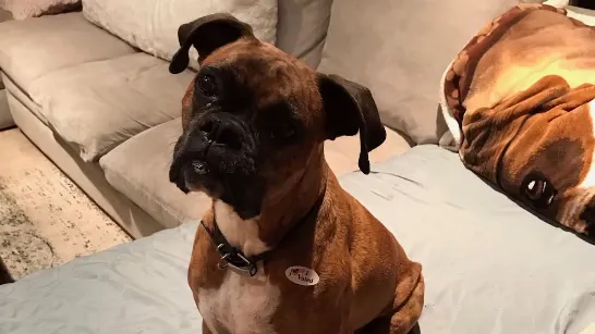 Une femme de Californie devra payer des amendes après avoir inscrit son chien comme électeur