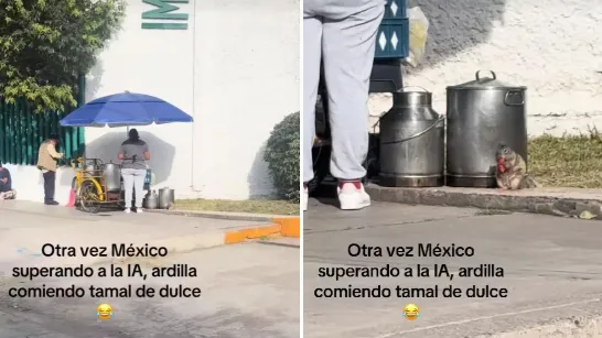 L'écureuil devient viral en mangeant un tamal sucré devant une clinique de l'IMSS : « Le Mexique surpasse encore une fois l'IA »